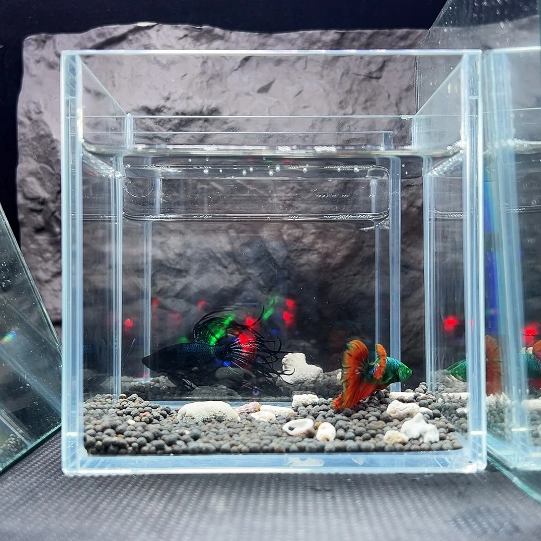 斗鱼精品精品精品精品可怕精品