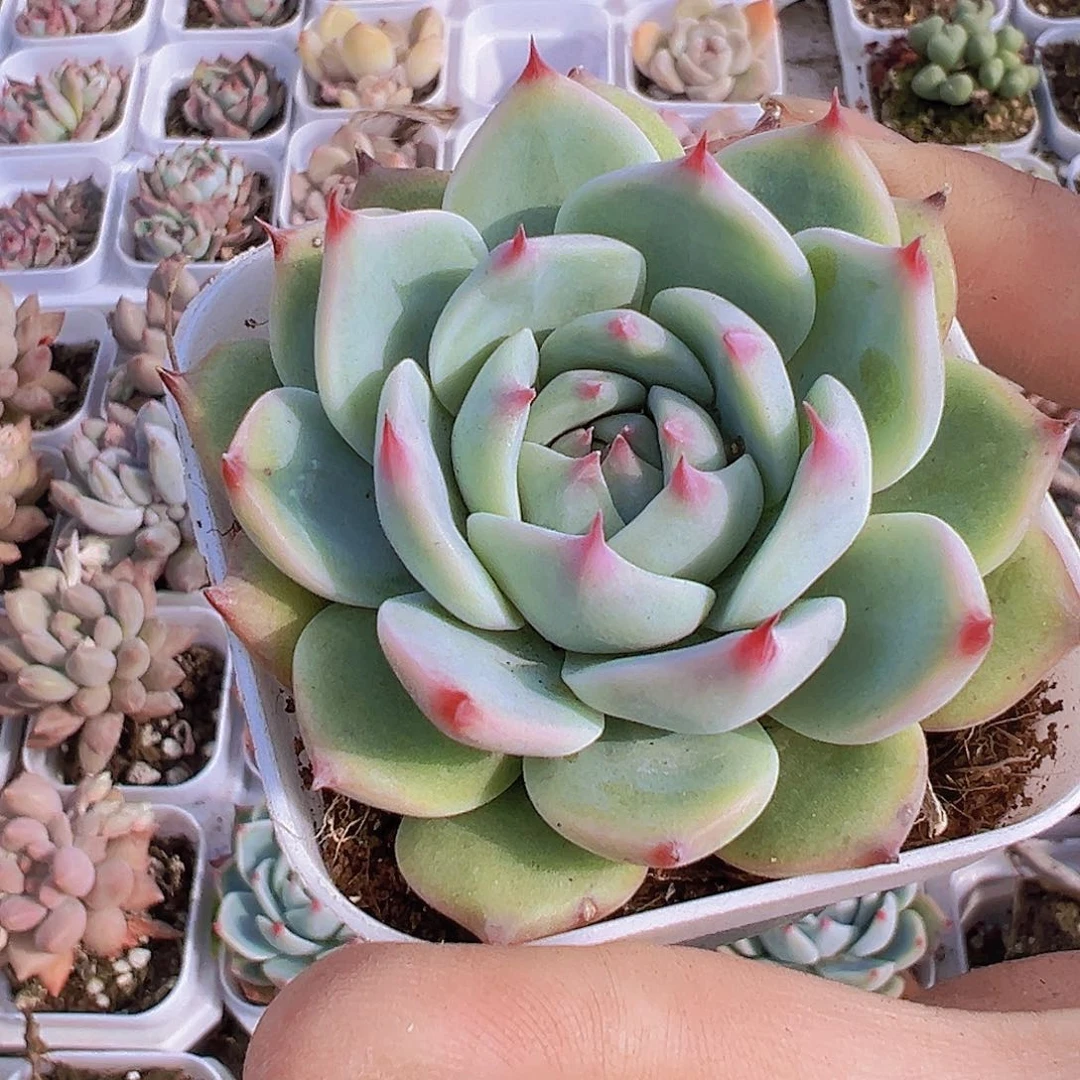 吉娃娃19包邮多肉