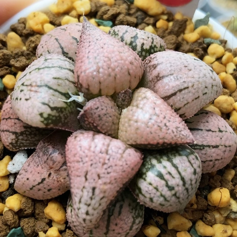 【闪购商品】红宝石20