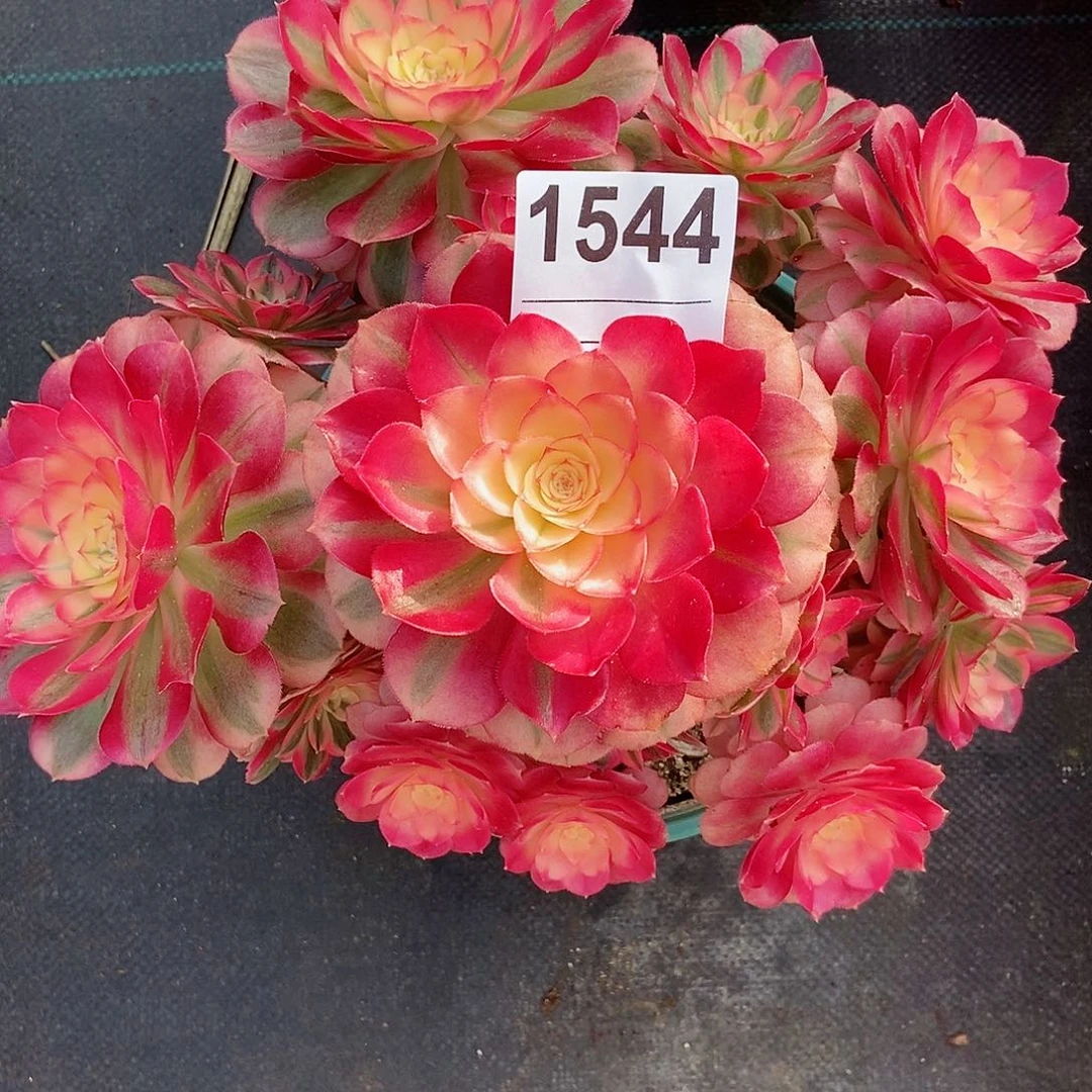 红陶1544倾城4冠服23左右