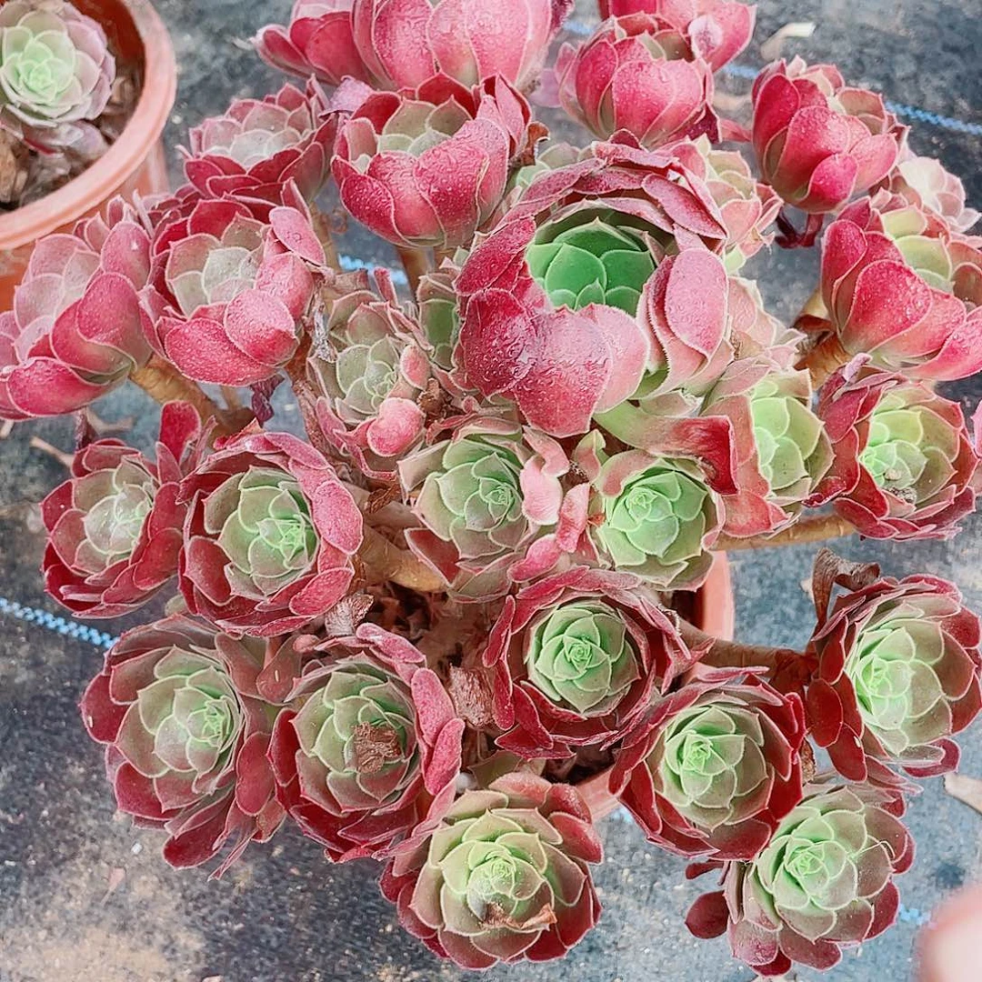 精品河南玫瑰一颗18