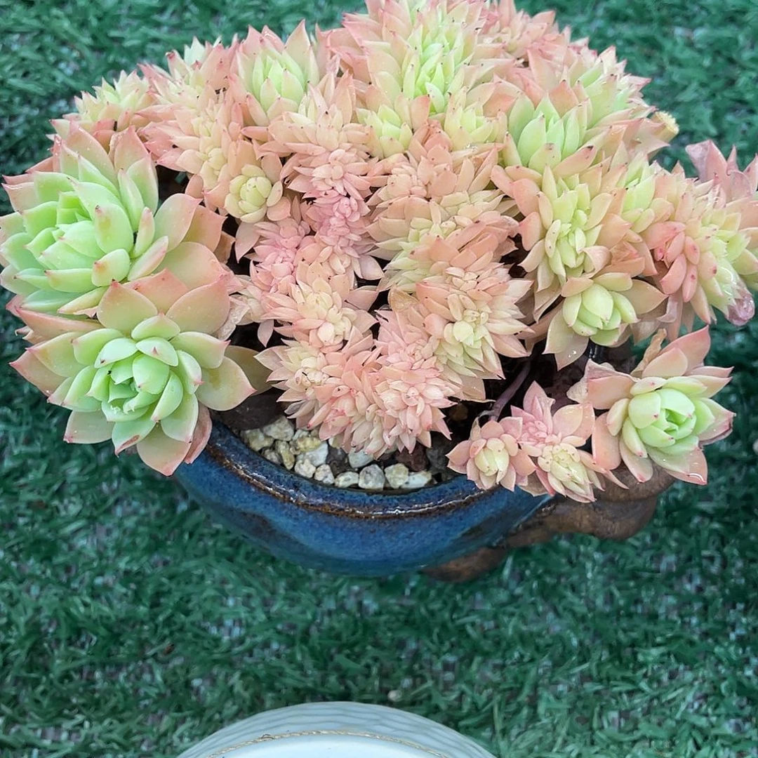 你***．三色堇一物一拍28包邮非偏远