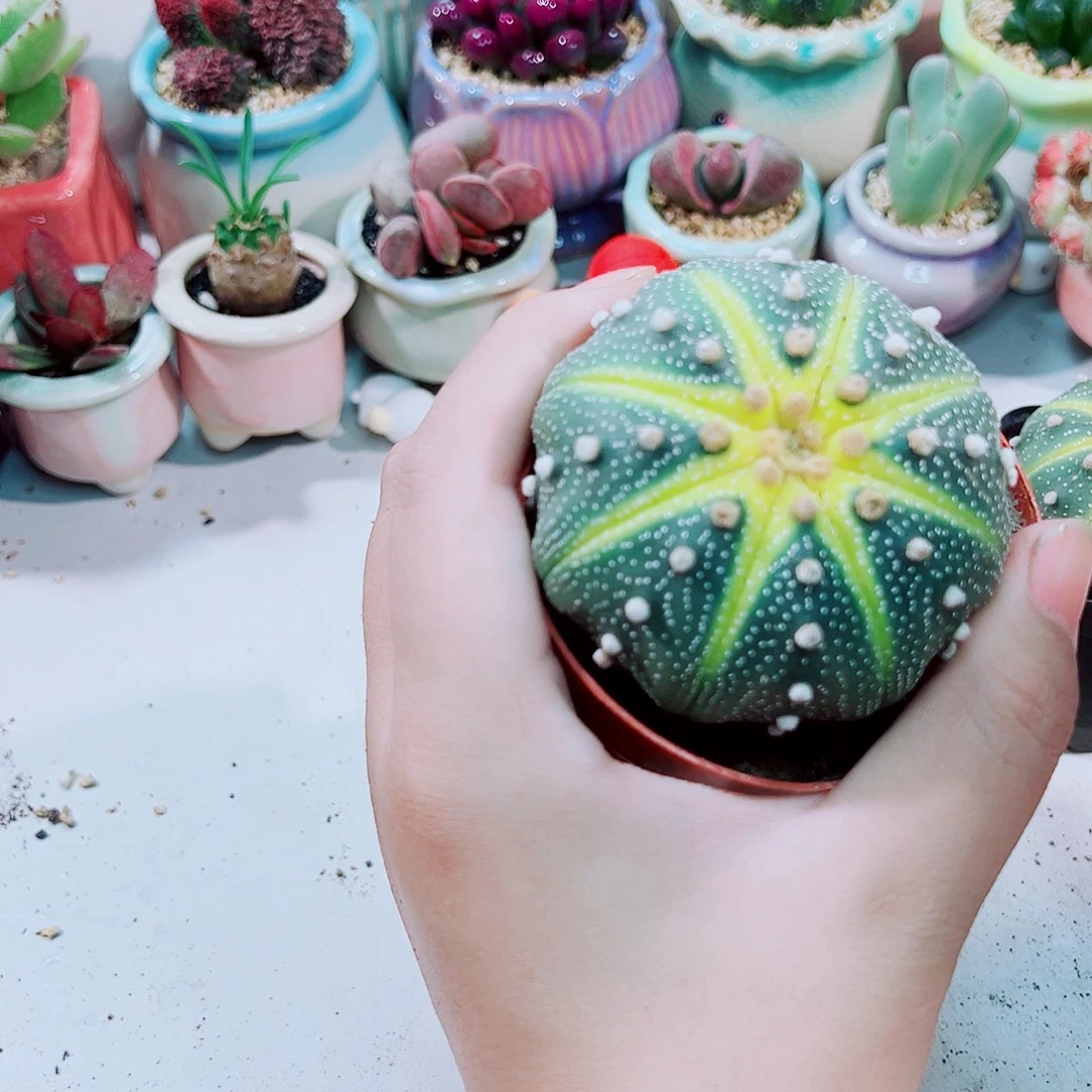 超大星兜多肉植物