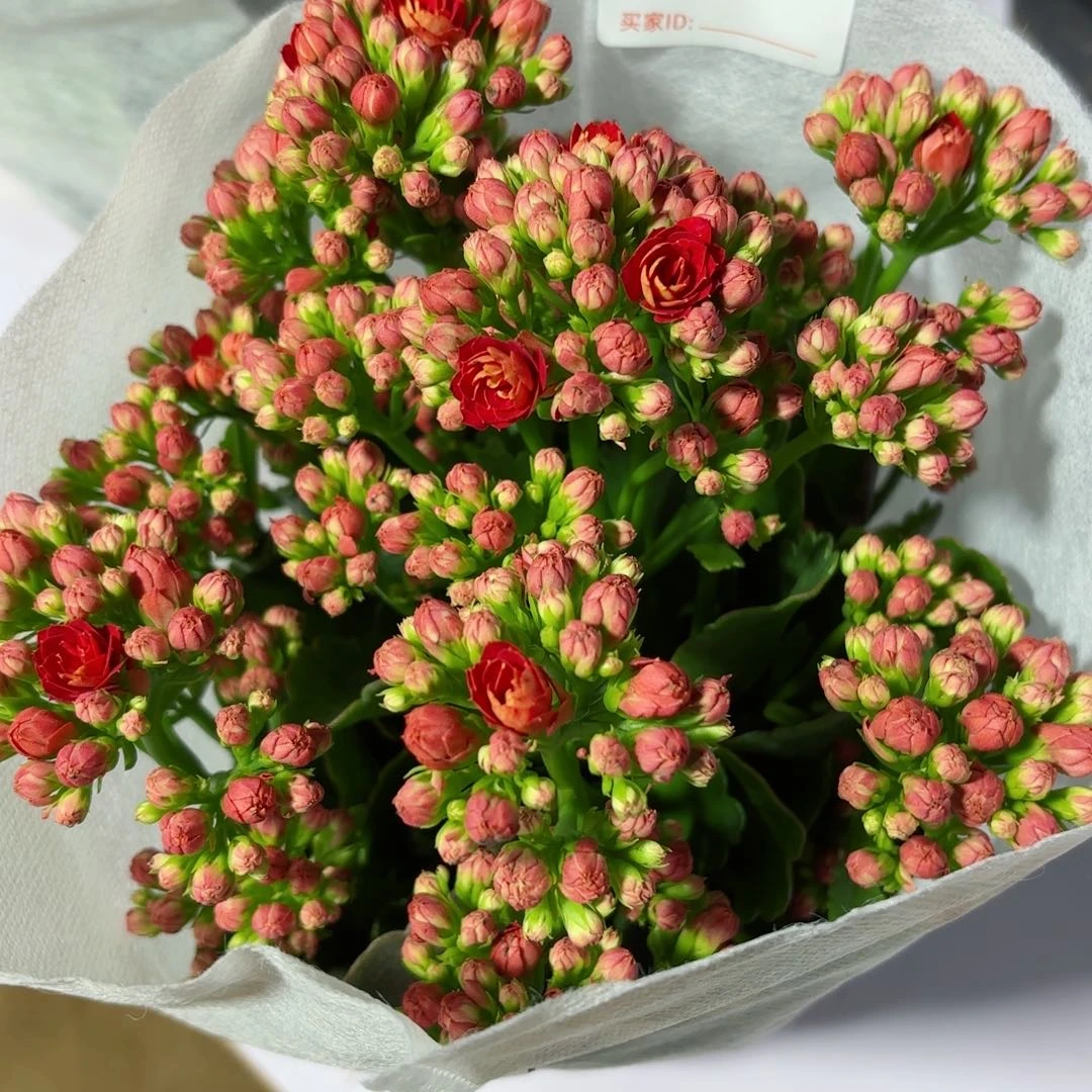 A261红狐狸长寿花一颗