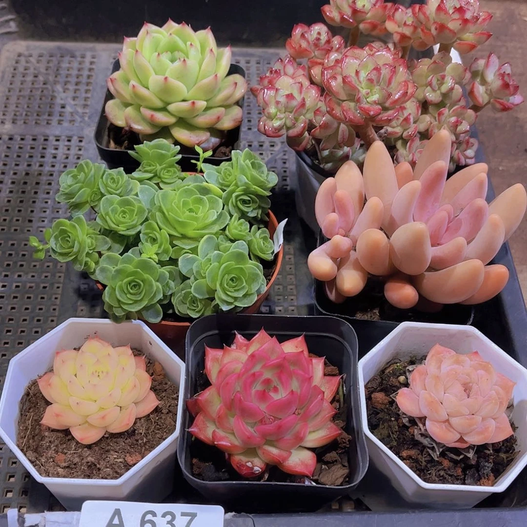 多肉637多肉植物