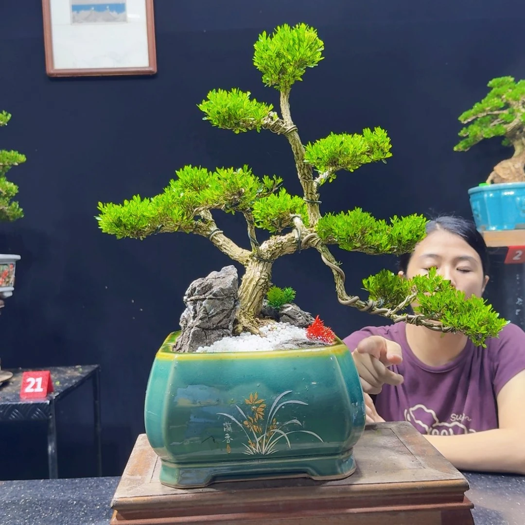 无花朵皱皮黄杨老桩