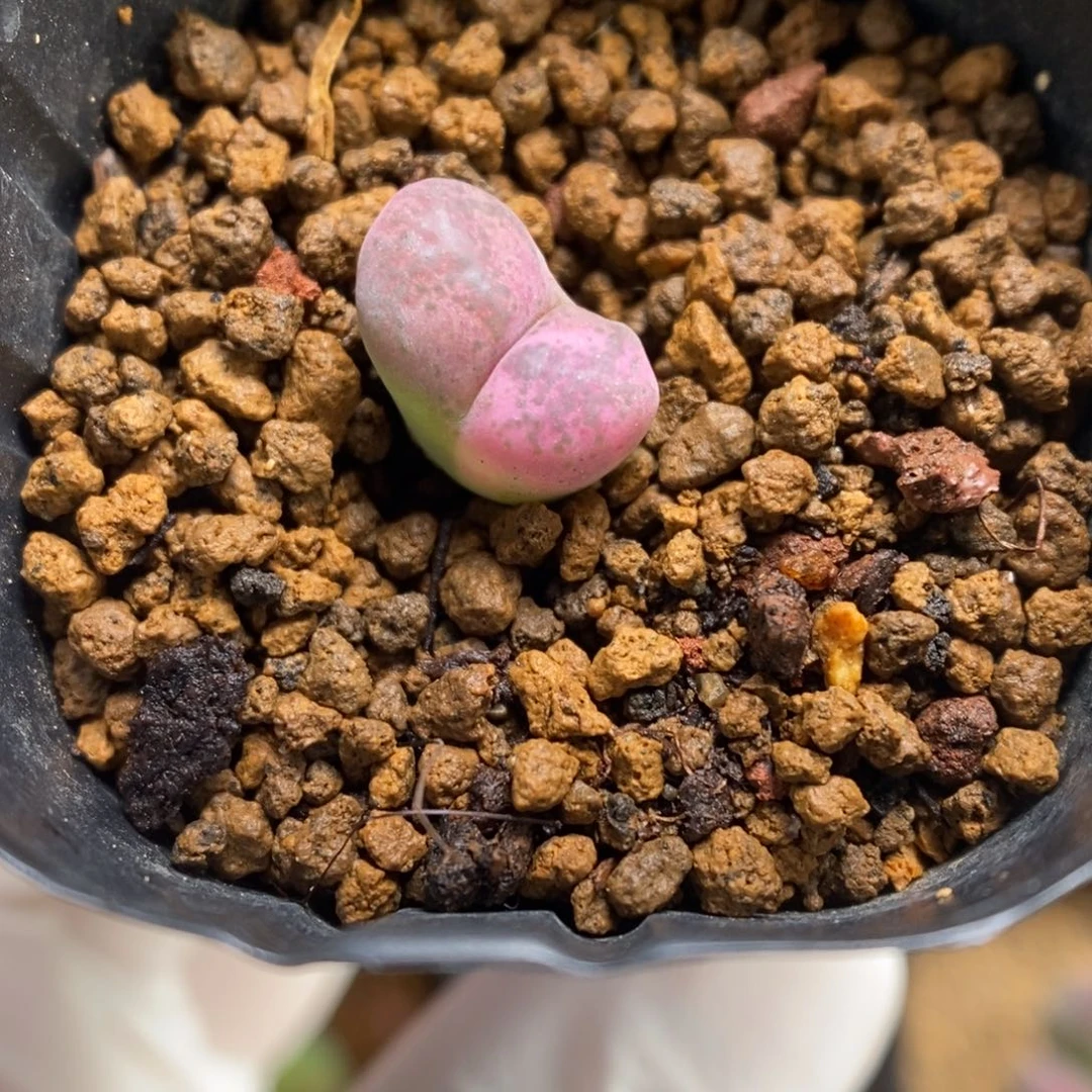 多肉植物肉锥杂交K-023 风铃杂 粉锦 福利