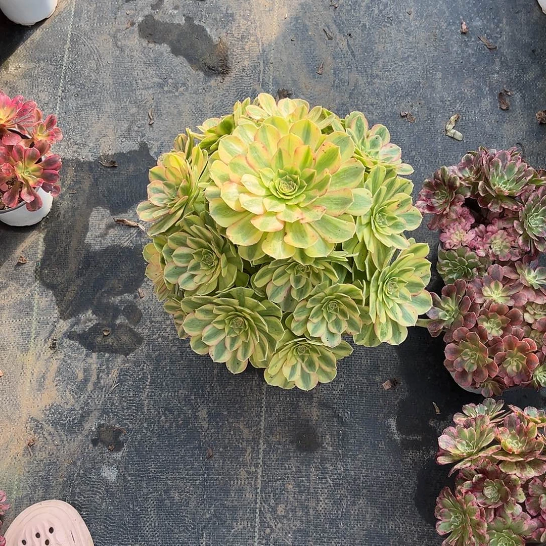 法师多肉植物漂亮漂亮