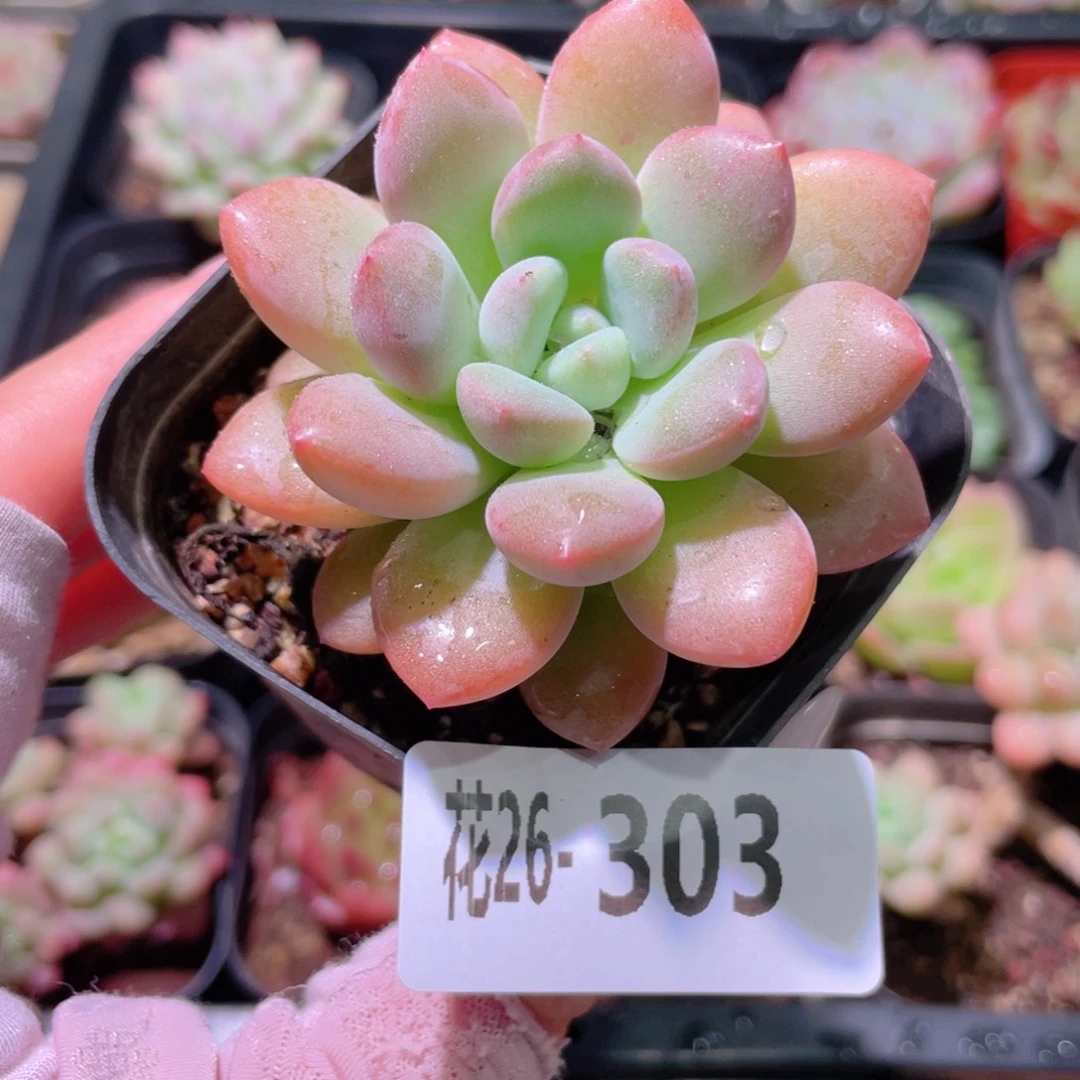 花利美26-303白鹭