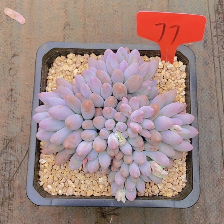 让人逛公园都是享受