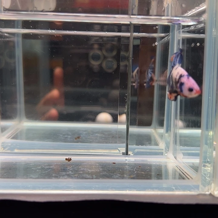 斗鱼一单包邮19日71