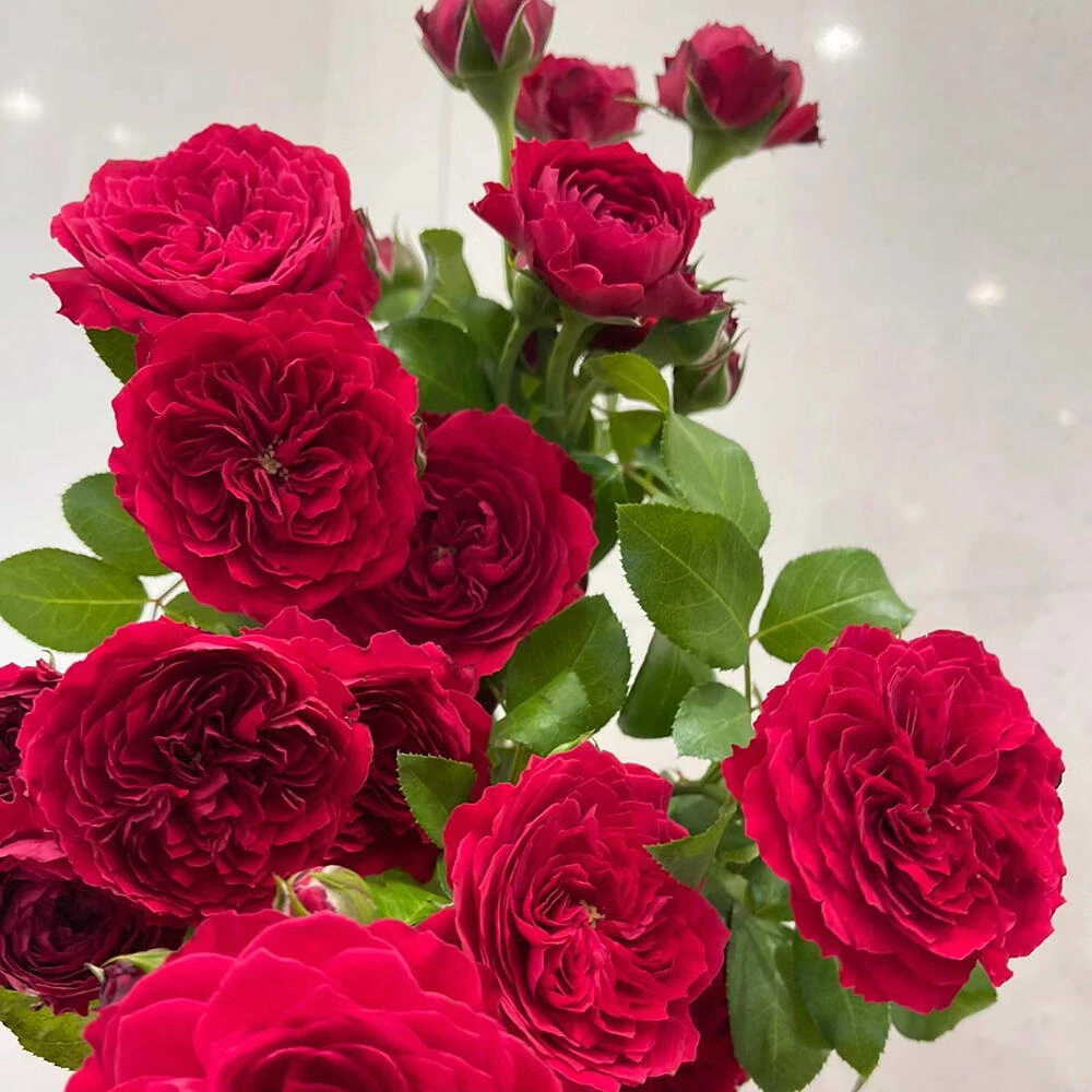 红色达芬奇月季藤本大花带香味 植物爬藤