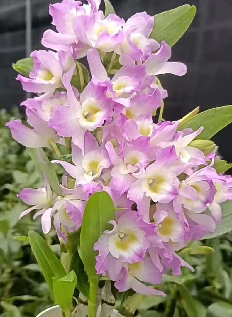 小天使春石斛 (新 黑盆)耐寒好养花期长室内阳台云南鲜花绿植