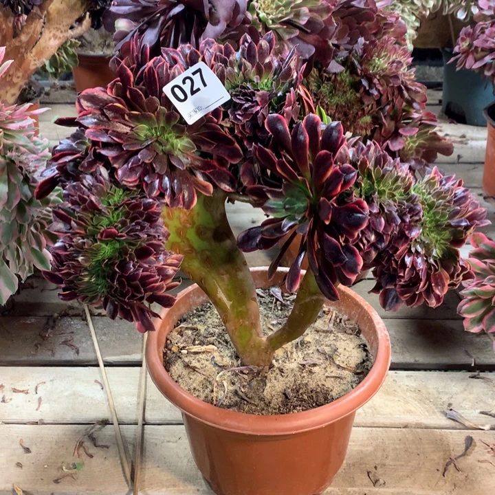 027欧嘉莉缀多肉法师