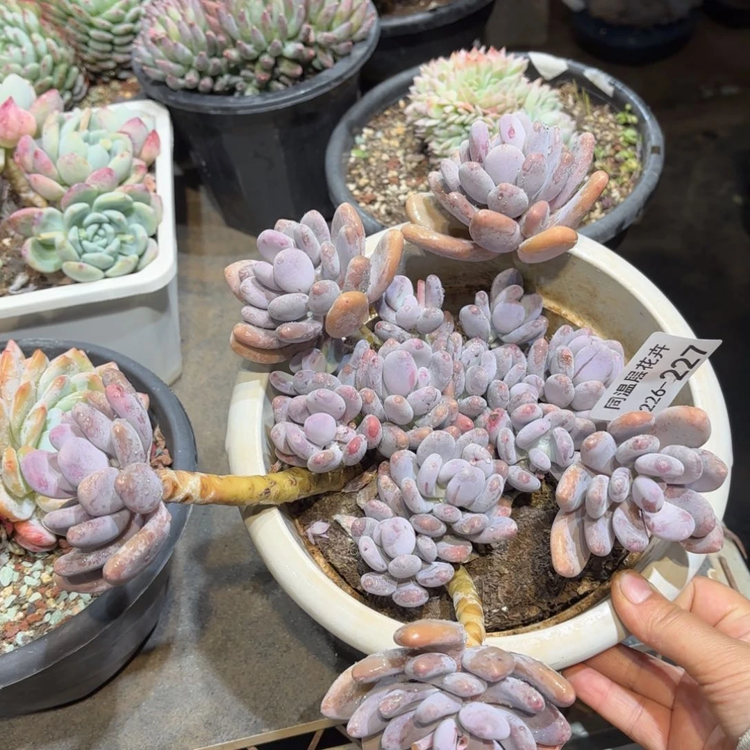 同温层多肉桃美人227