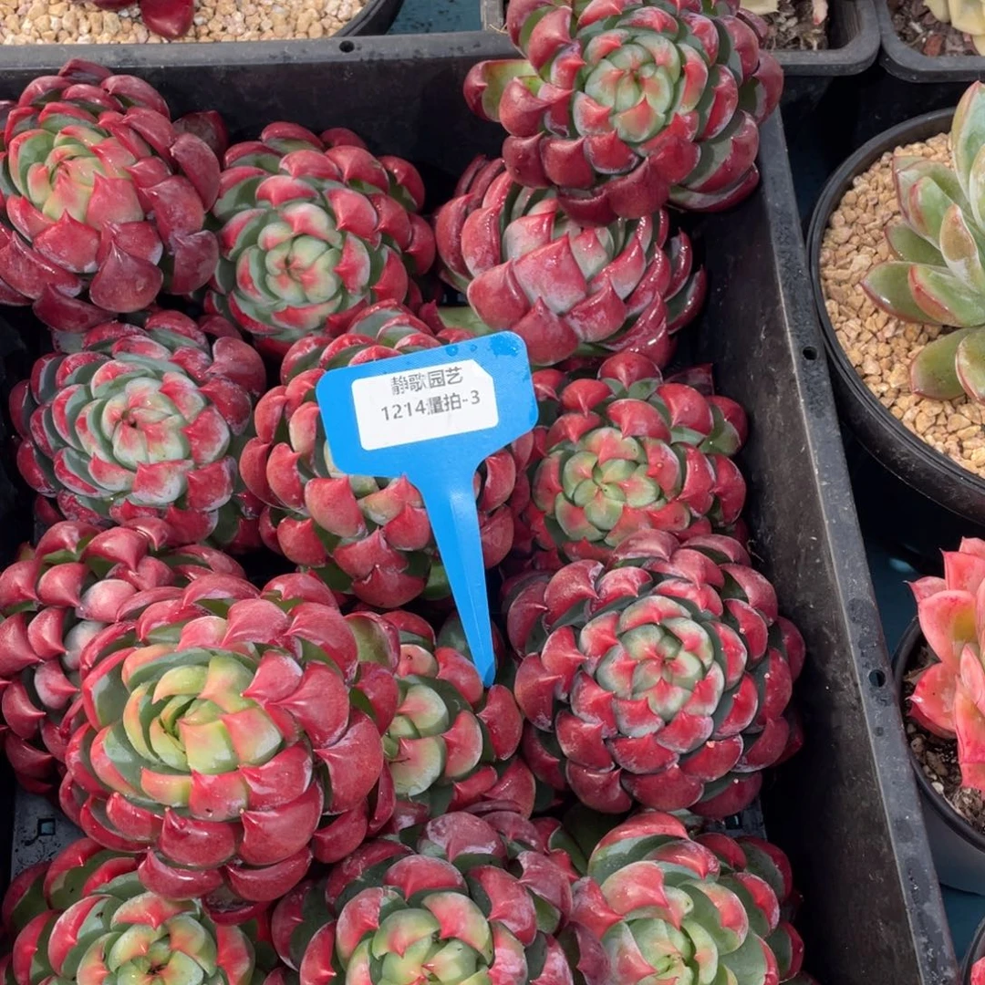 1214-3-包子惊鸿单头一颗量拍