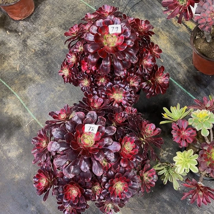 徽****宿丽娜法师78-79号两棵