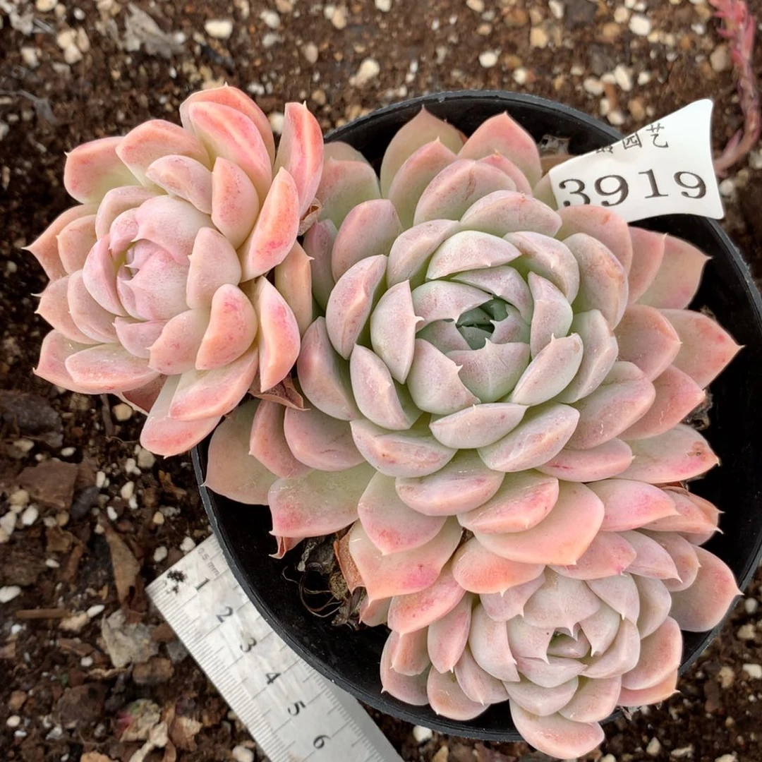 3919杂交多肉老桩