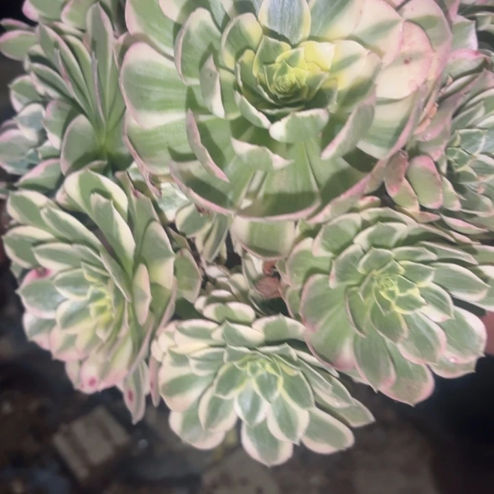 明***曦海王多肉不包损120