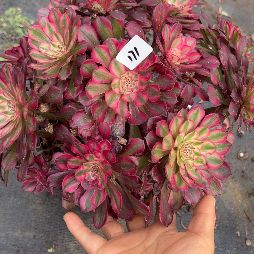 171红白多肉duorou多头