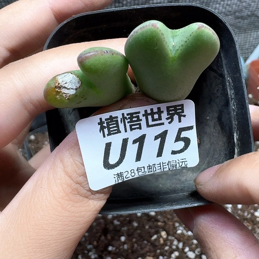 多肉植物的润泽rghn
