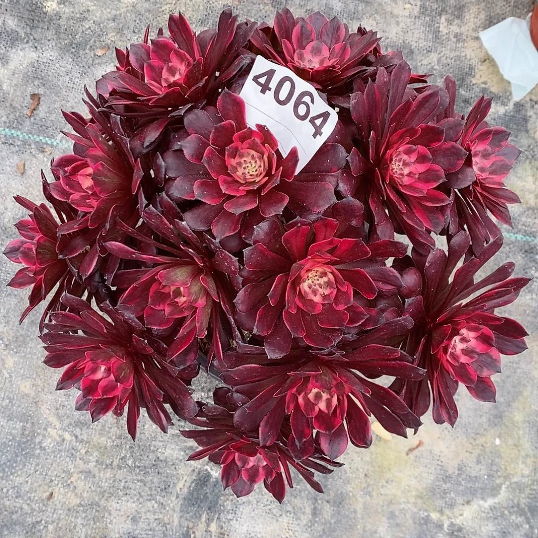 红陶4064烟花多肉