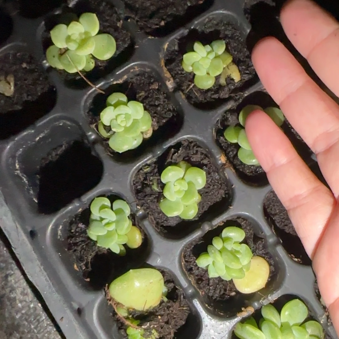 乖张T3 中苗穴一个满25包邮