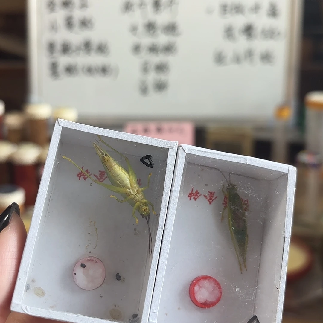 两条断须连口金钟