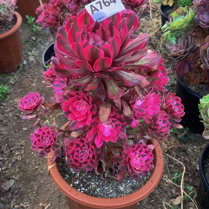 小***条764玉颜寄养。