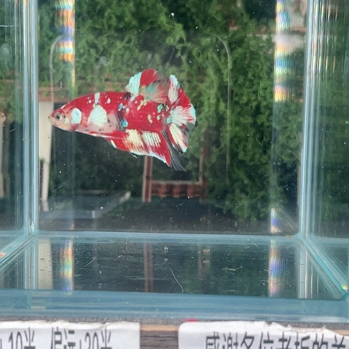 斗鱼活体不退不换