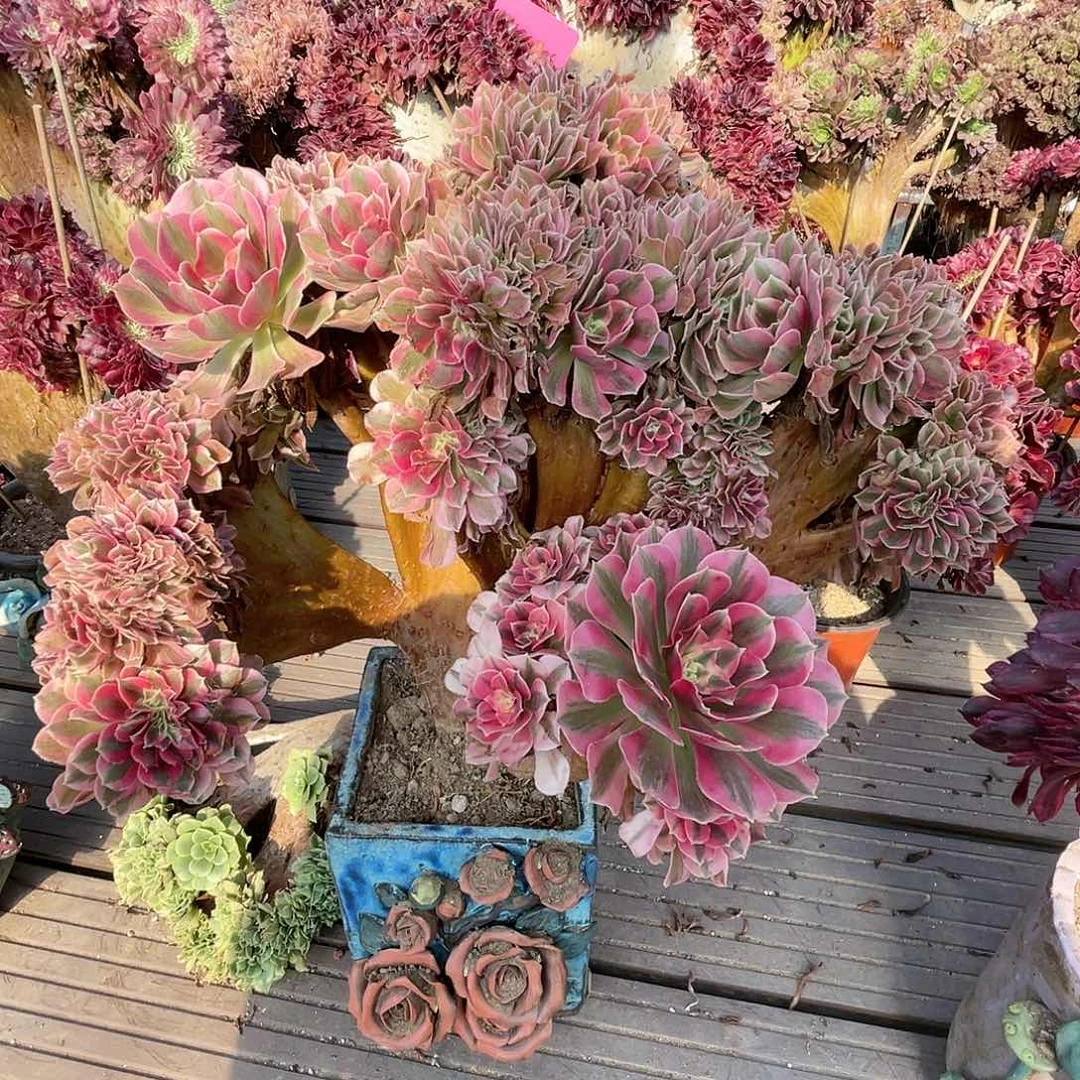 【闪购商品】无花朵粉女巫