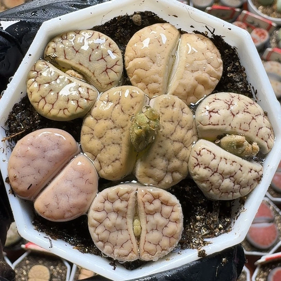生石花11111。    232