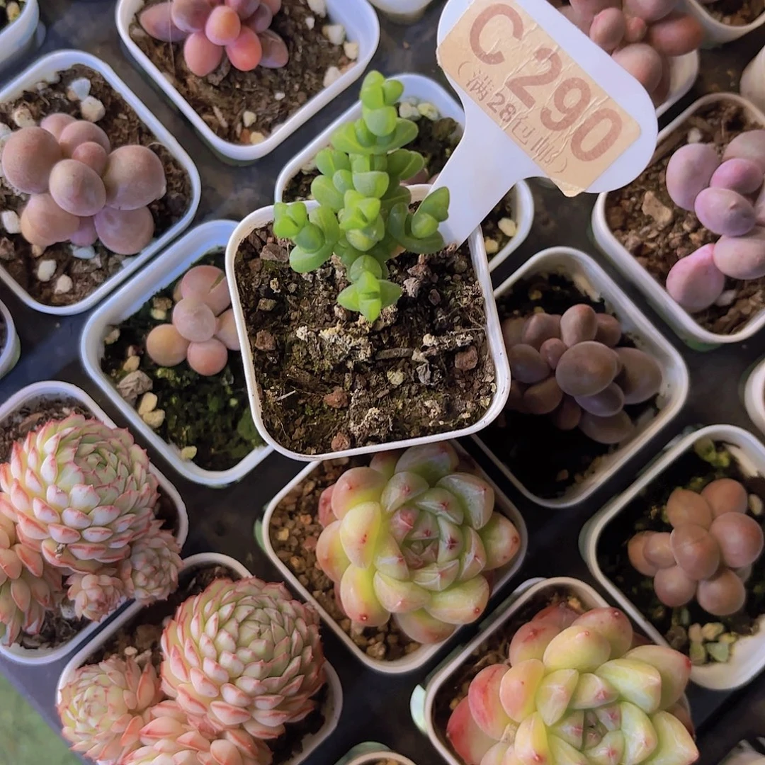 C290元宝一物一拍