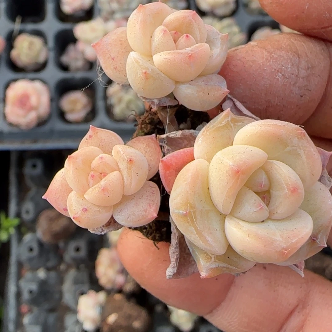 多肉小卡拉米糖心一物一拍