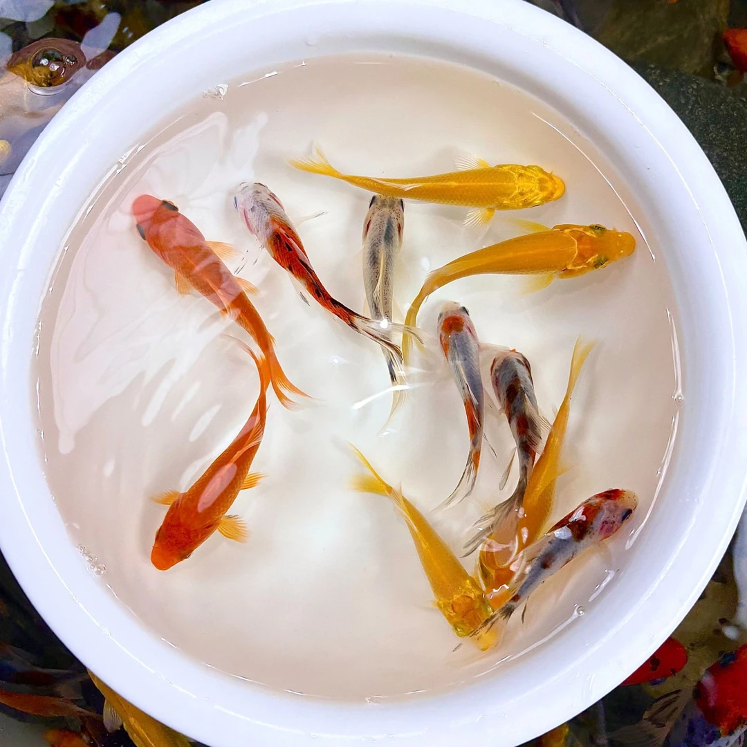 （三色混搭）！！黄金锦鲤花草金橙红草金观赏鱼冷水鱼好养耐活