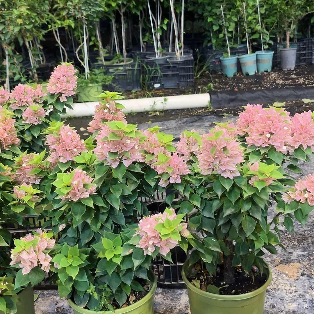 当前无花栽培后可以开花塔橙大一颗