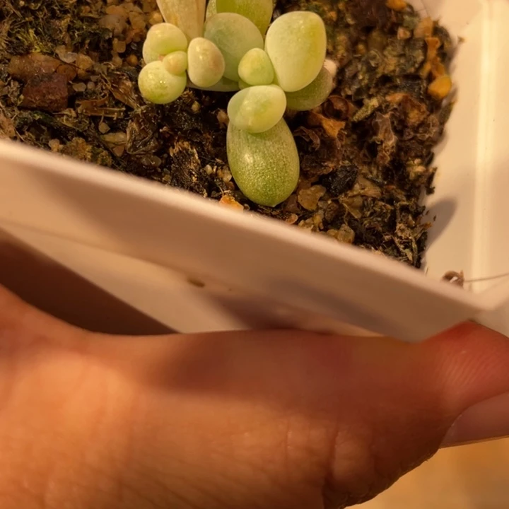 260号文乐奶锦拉丝锦砍头底座微瑕啊啊啊
