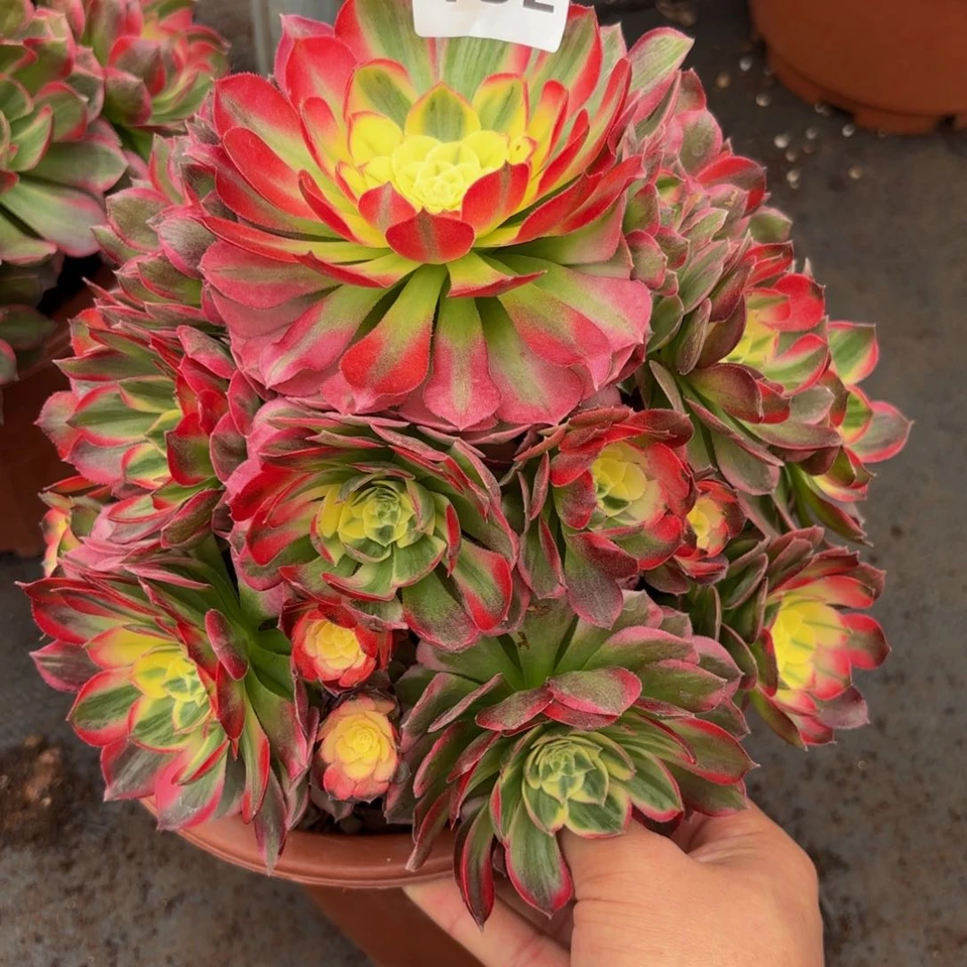 152多肉植物海王变异