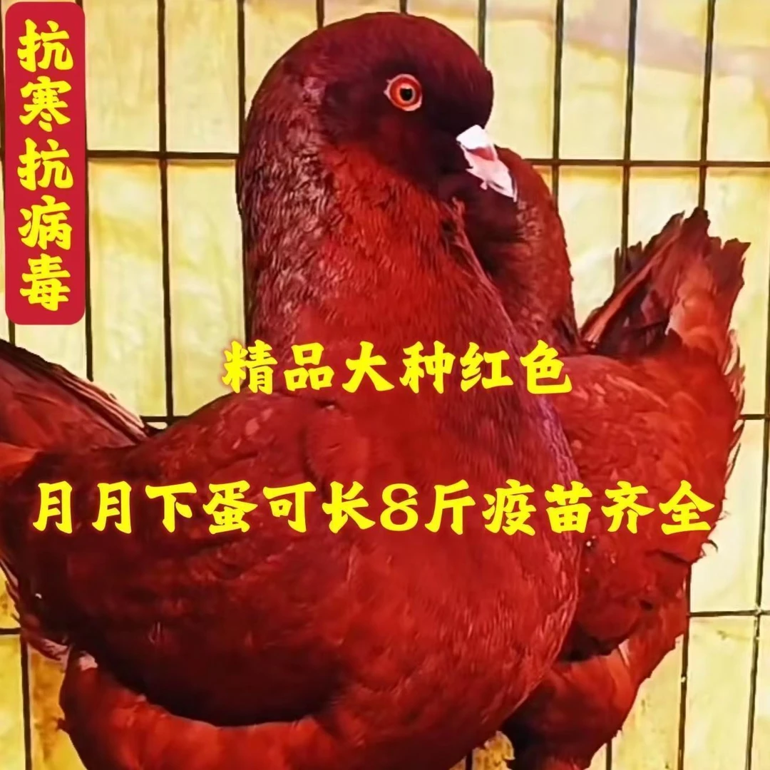 纯种特大种大体鸽子活物一对元宝鸽包邮包活包繁殖官方推荐青年