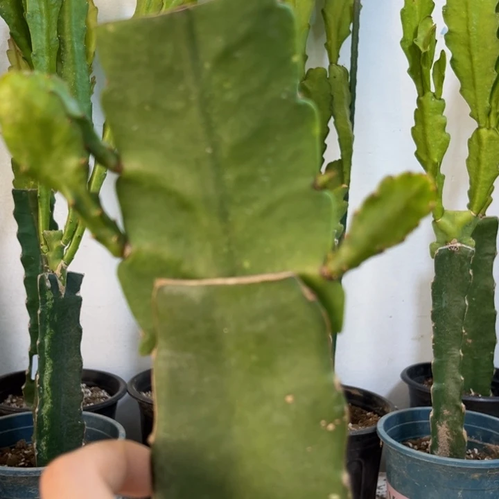 当前无花栽培后可以开花577