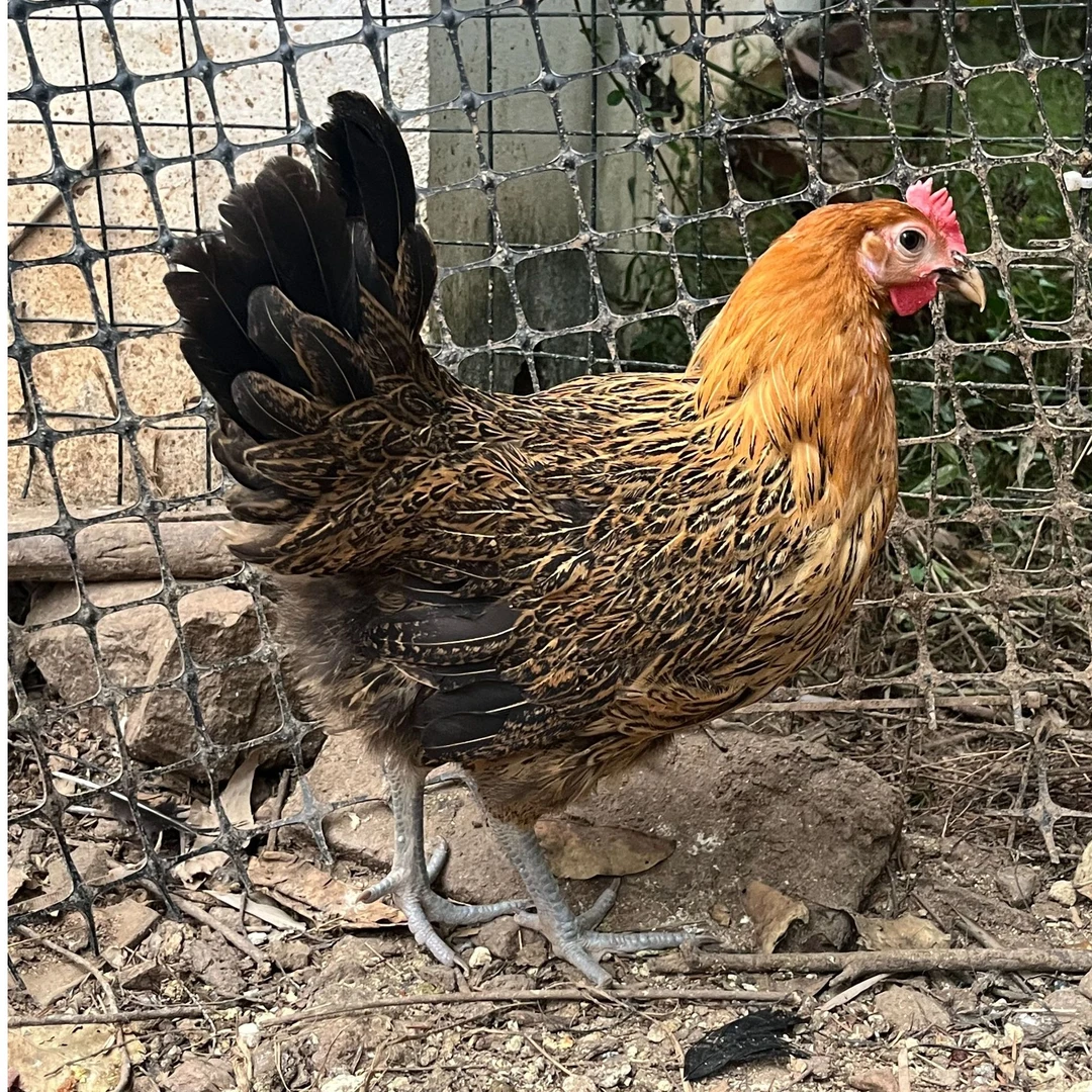 【宠物活体5只】红色长尾鸡活泼可爱特有观赏性顺丰包邮