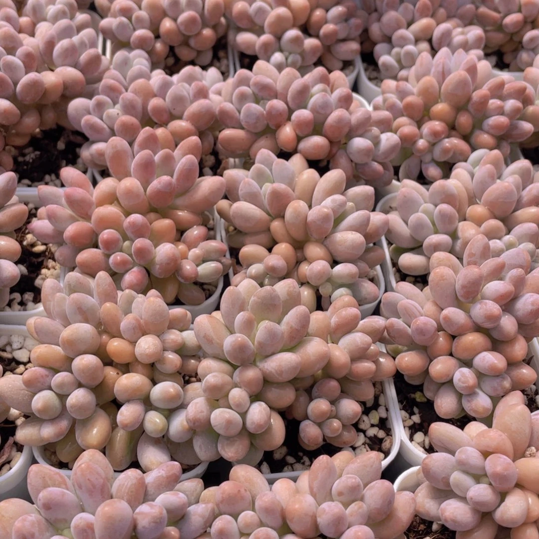 量拍42号 汤圆小群生一个