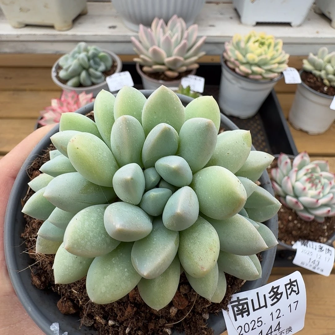 奶糖缀1111217-144