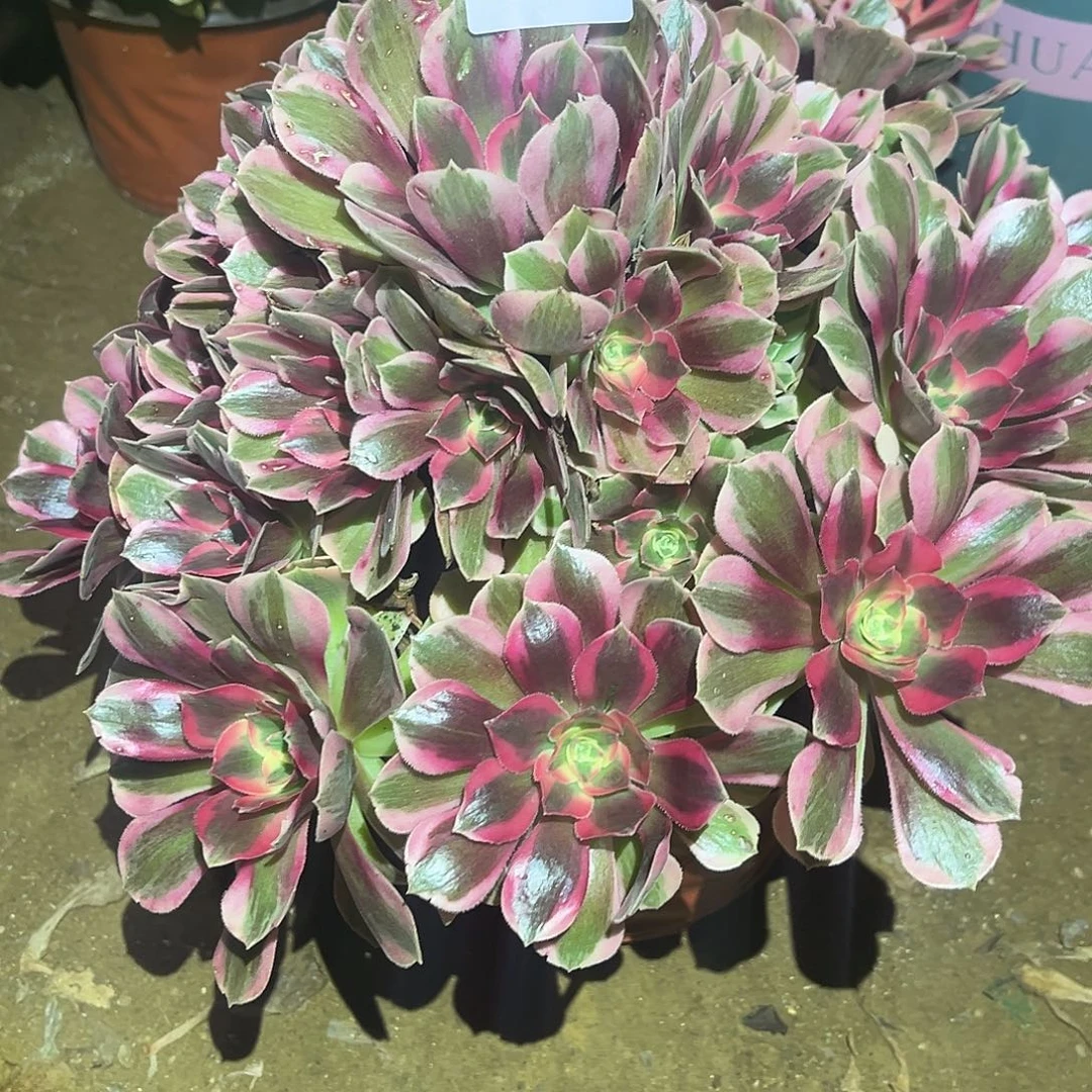 初恋多肉法师542号