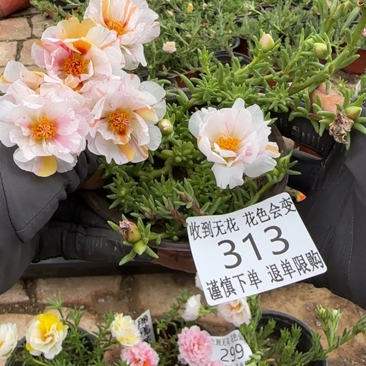 无花朵313超小苗盆口10cm