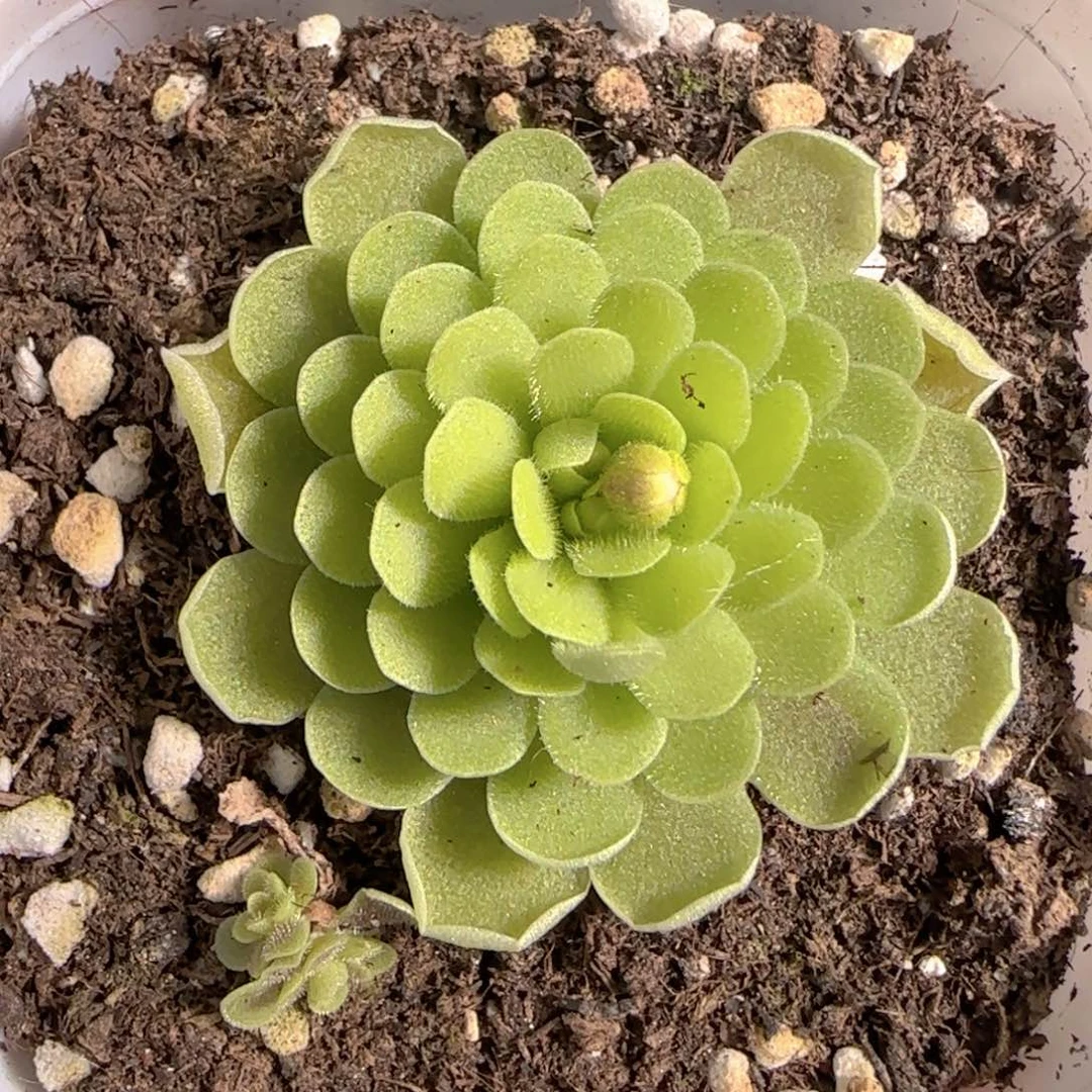 多肉1229-327捕虫堇