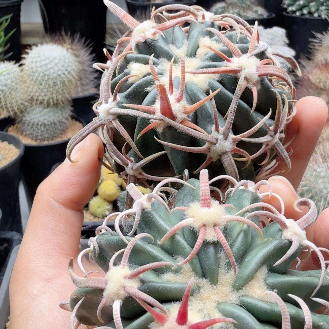 齐***圣武藏两颗晨夕花坊