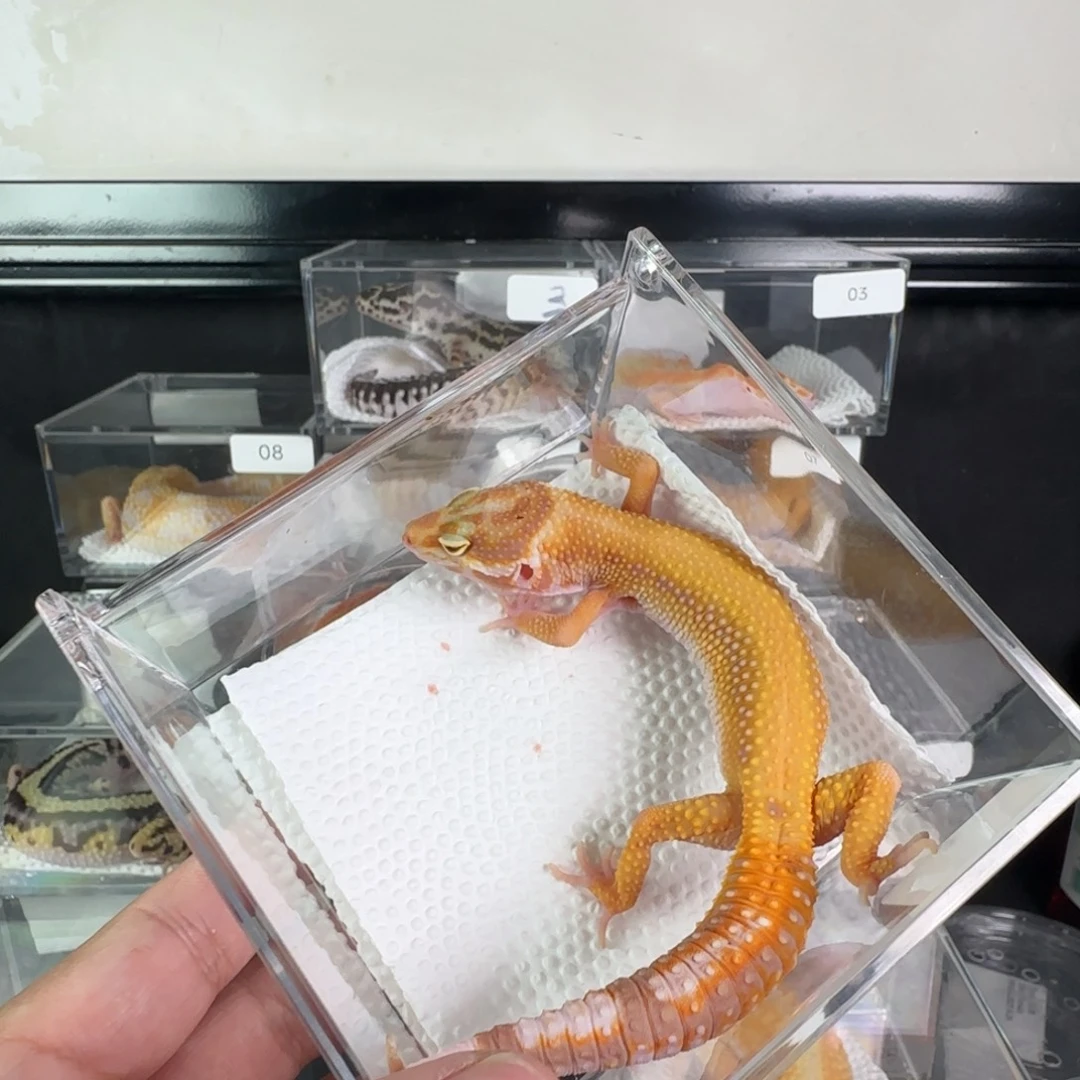 豹纹守宫暴龙弟弟
