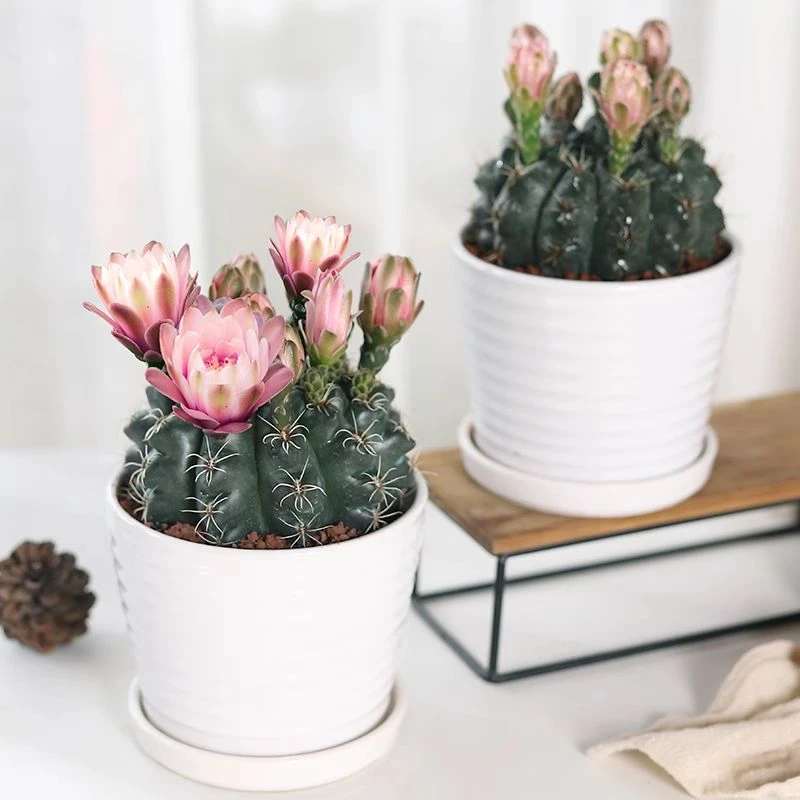 开花仙人球带花苞盆栽多肉植物防辐射室内办公室绿植仙人掌绯花玉