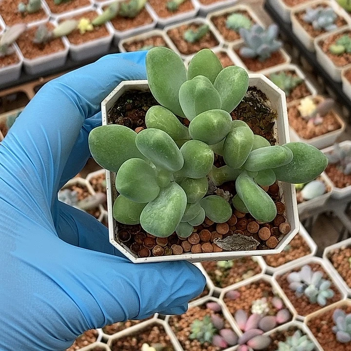 曼***曼Kk奶酪多肉植物多肉